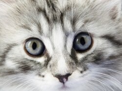 Семейные проблемы глазами кошки